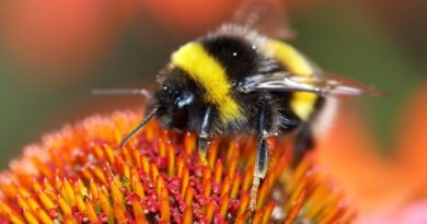The Bee Crisis of 2019 The Bee Crisis of 2019