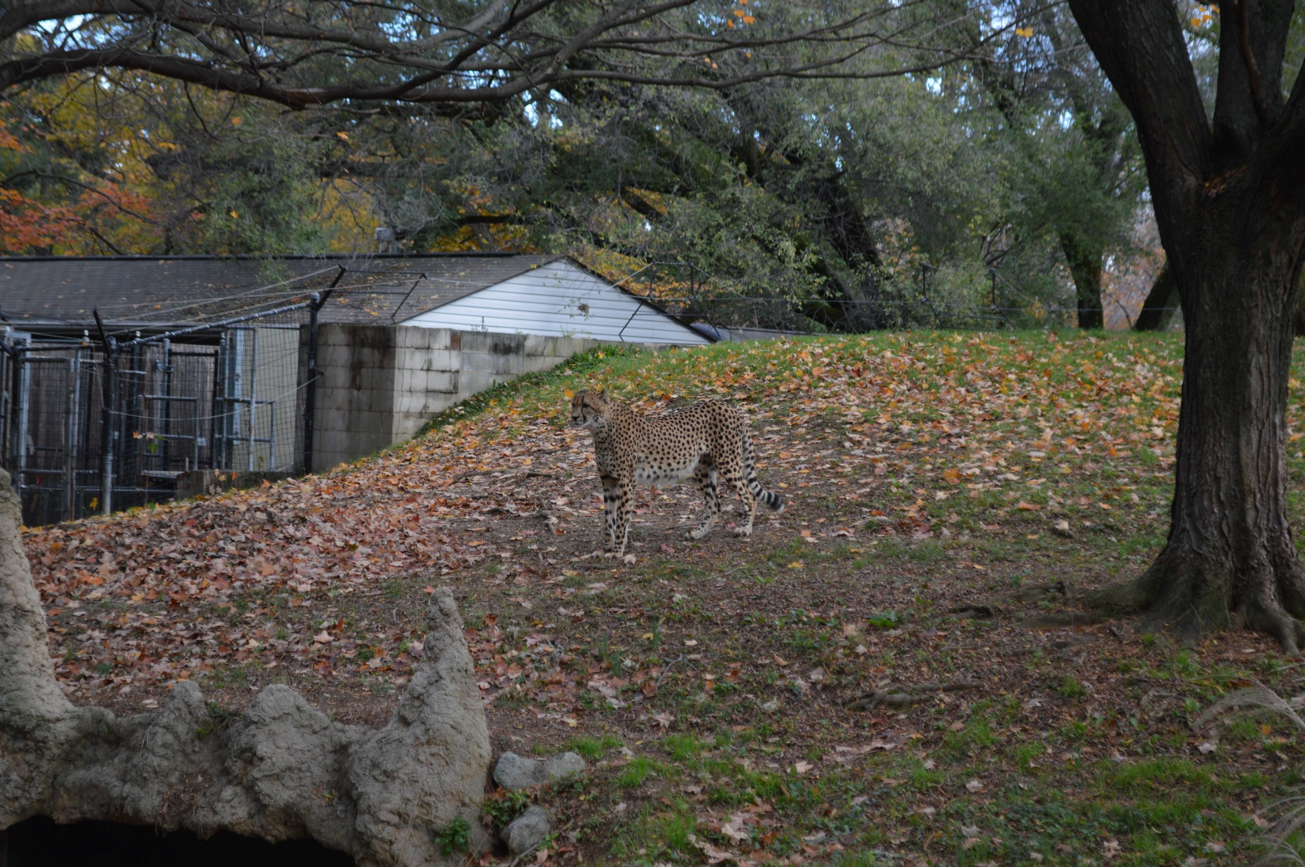 National Zoo believes they are doing what is best for their animals while others disagree 