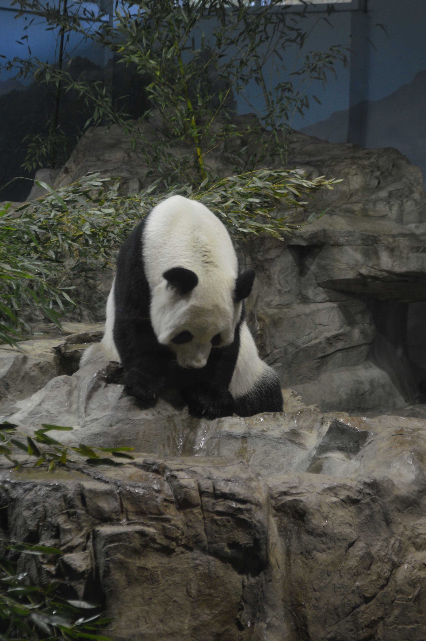 National Zoo believes they are doing what is best for their animals while others disagree 