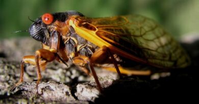 This Summer: Cicadas This Summer: Cicadas