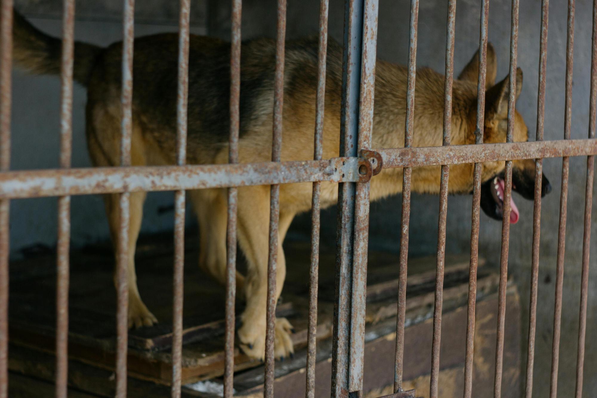 Photo by Plato Terentev: https://www.pexels.com/photo/brown-short-coated-dog-in-cage-9810757/