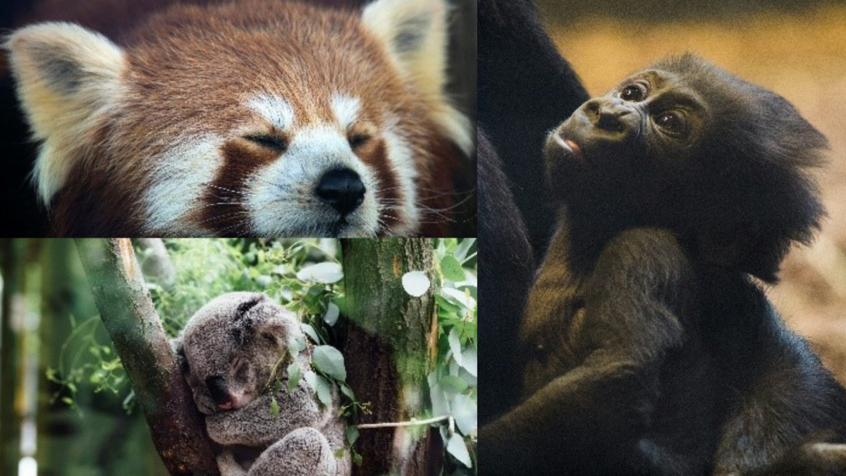 Louisville Zoo's Newest Family